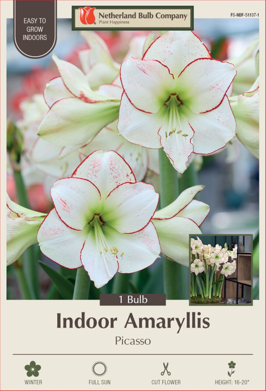 Picasso Giant Amaryllis 30/32cm Bulb - Holiday Blooms - One Bulb